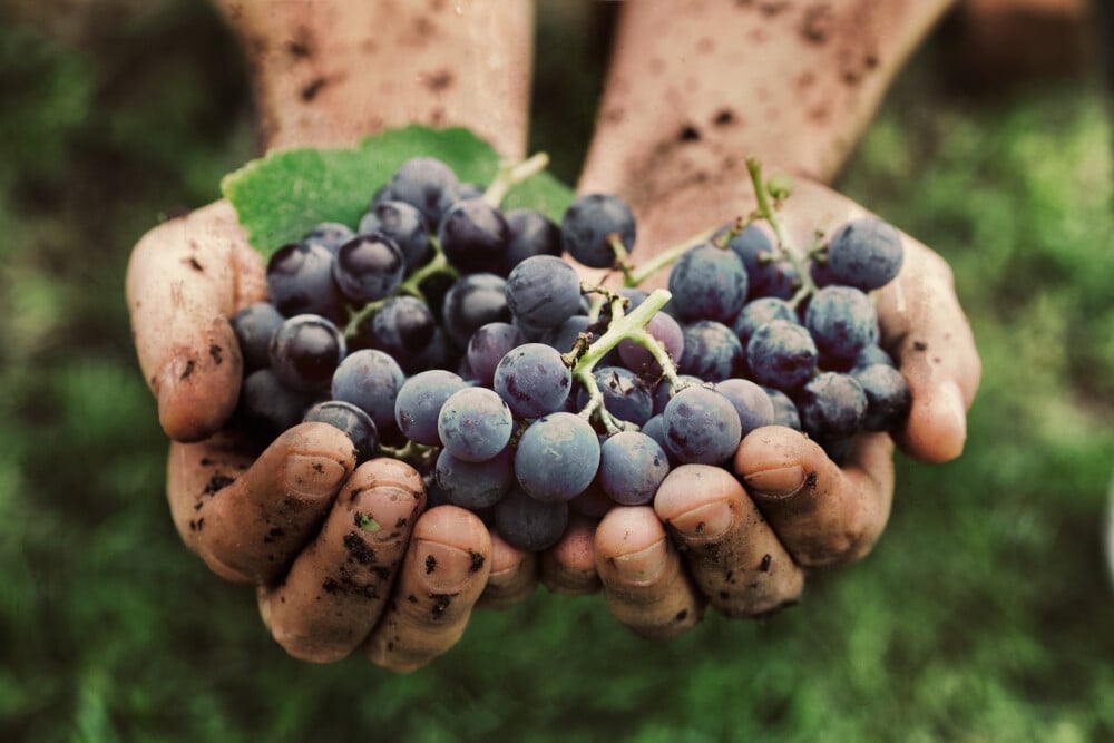 Organic and biodynamic wine